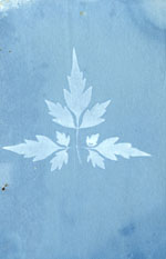 Cyanotype leaf print
